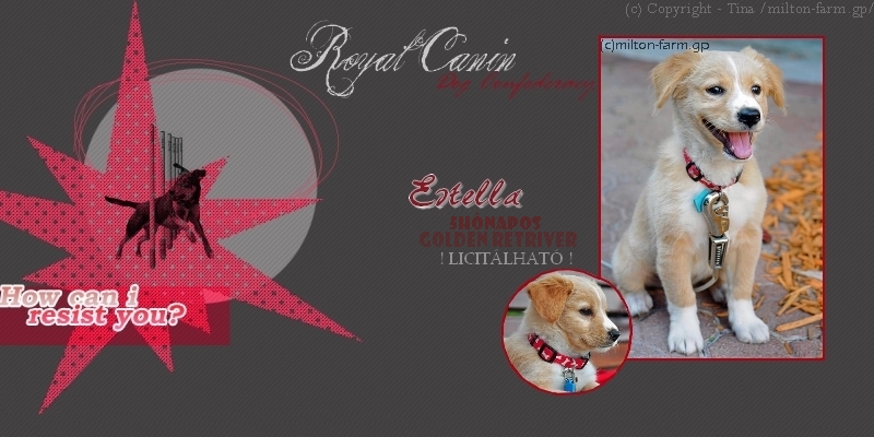 Royal Canin - Dog Confederacy